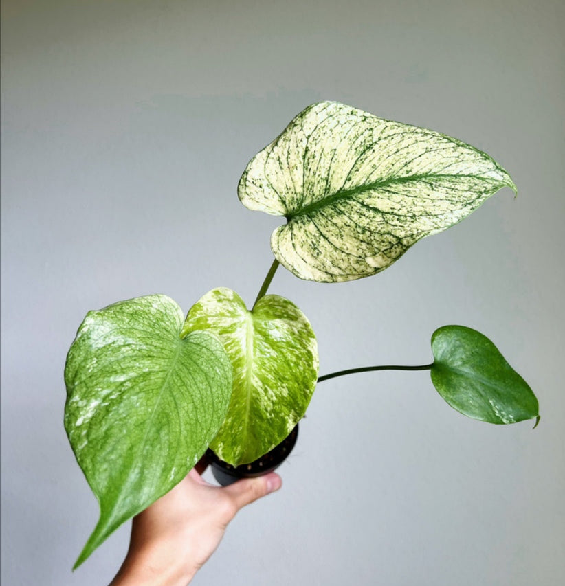 Monstera Deliciosa White Monster Mint "4