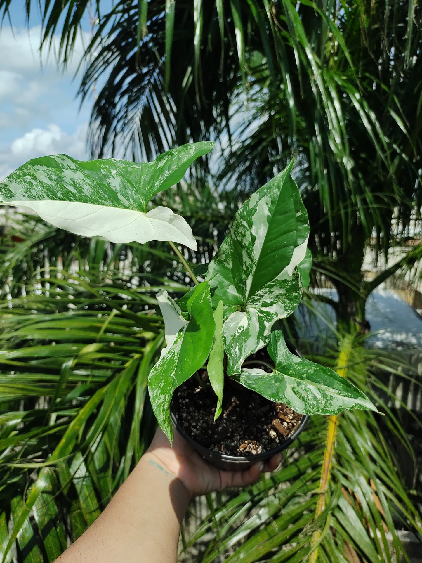 Syngonium Albo Varigada "6