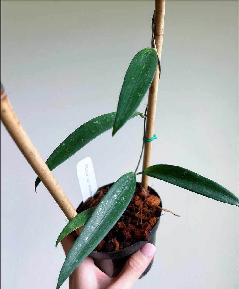 Hoya Rindu Rafflesia