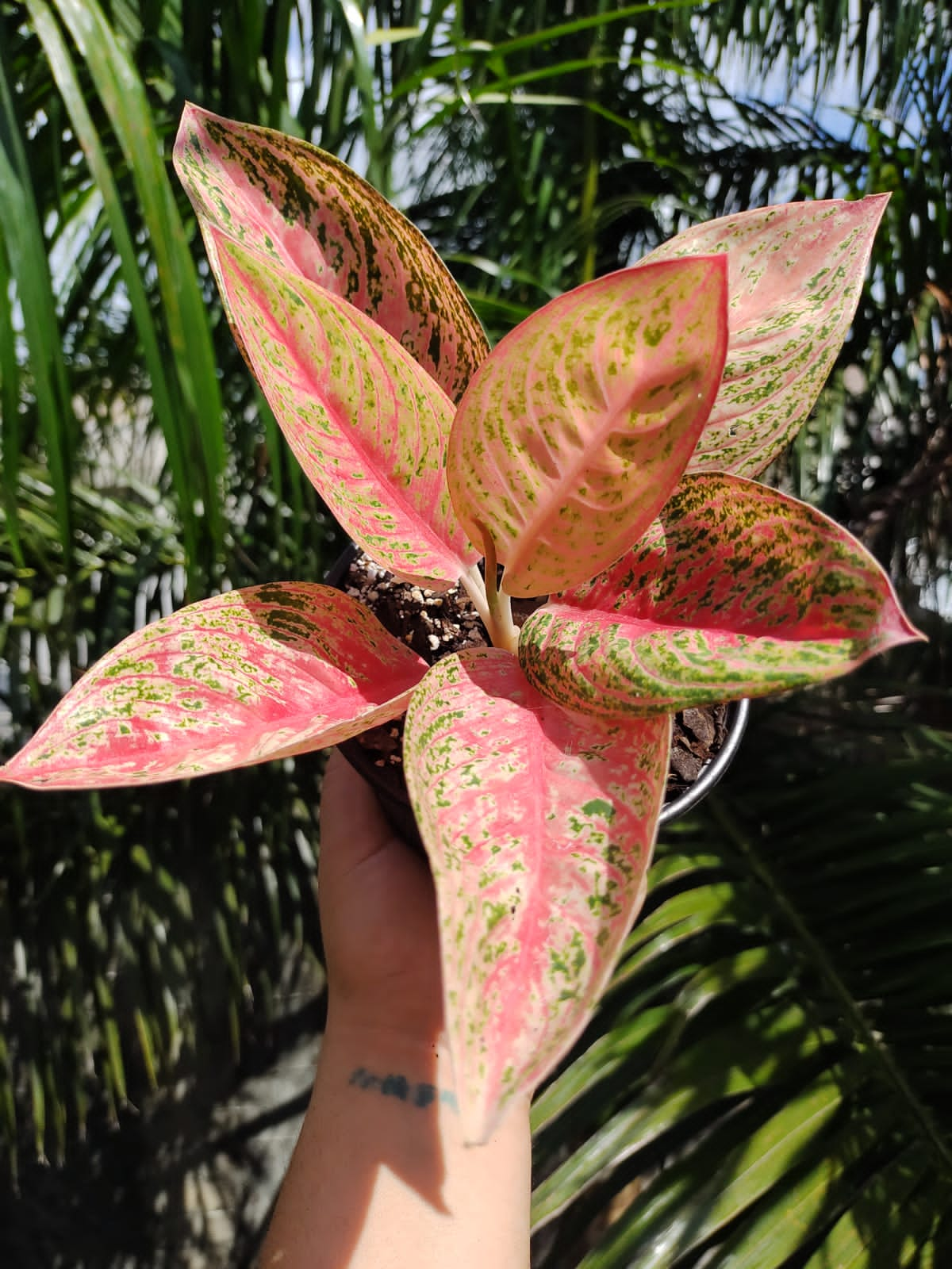 Aglaonema Red Legacy #5