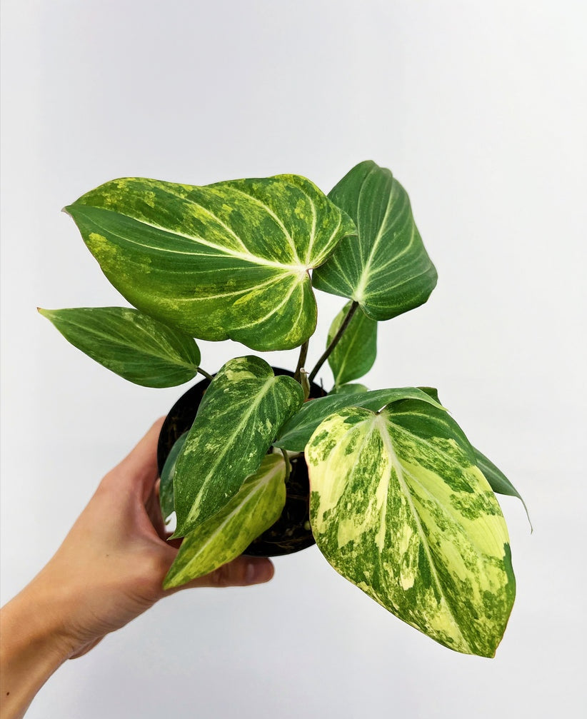 Philodendron Gloriosum Variegado "4