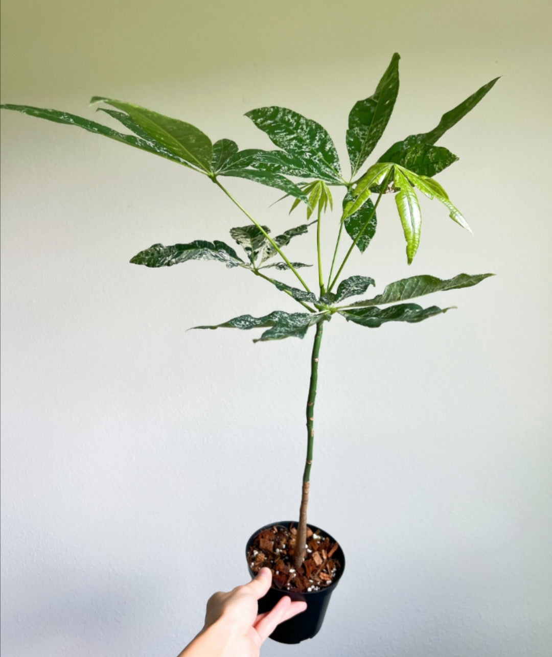 Pachira Aquatica Variegada (Money tree)