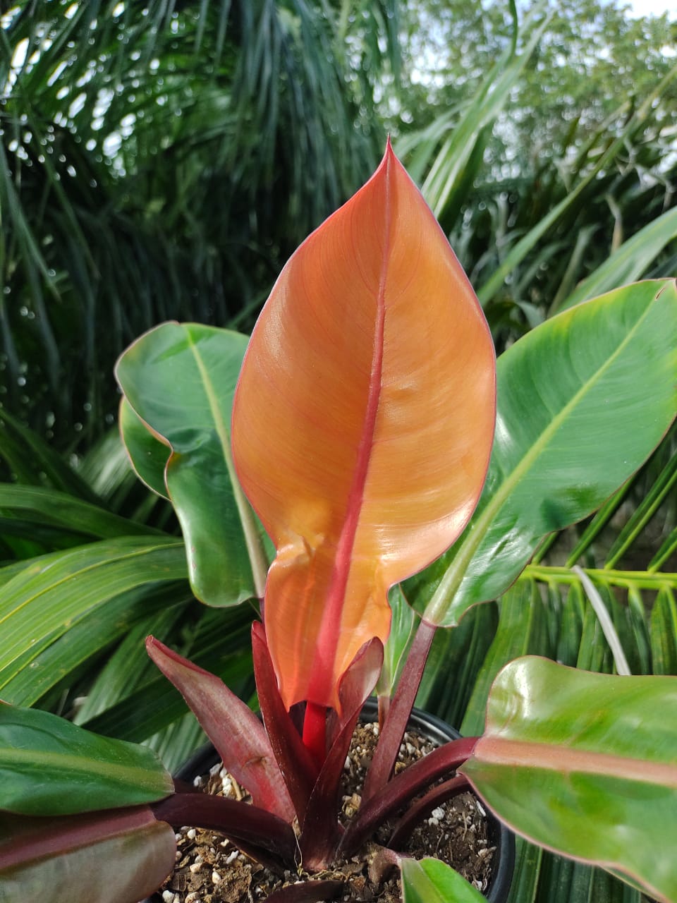 Philodendron Prince of Orange “6