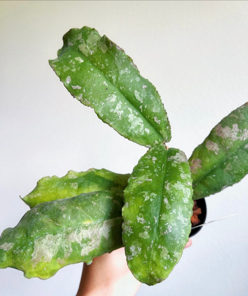 Hoya Undulata "4