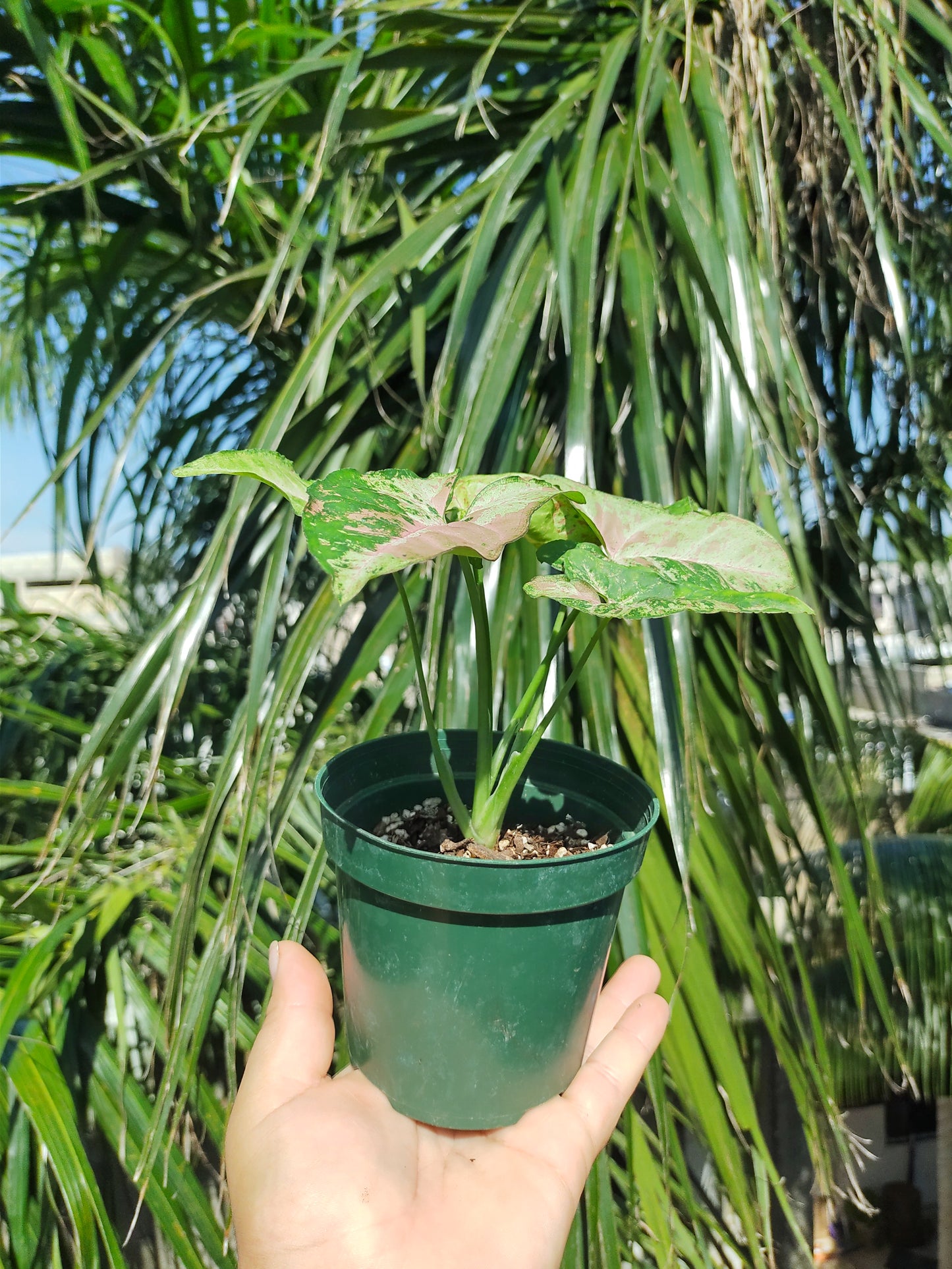 Syngonium Confetti tricolor "4