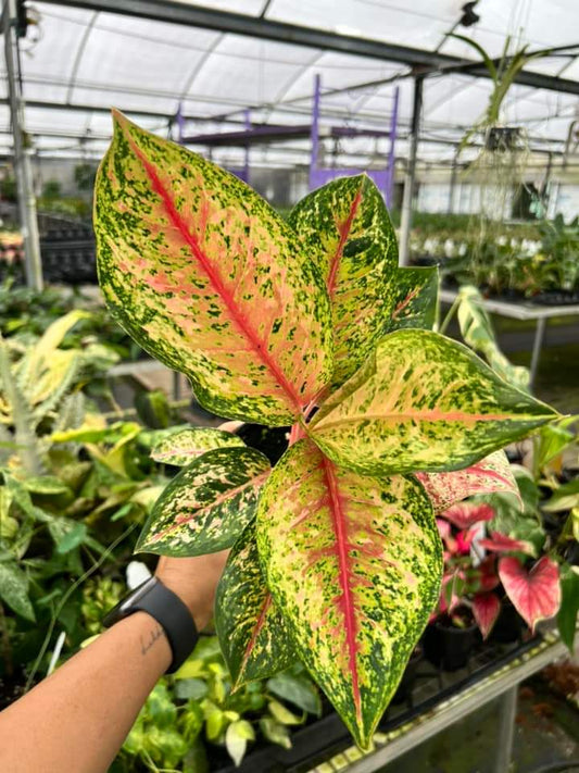 Aglaonema Karat "4