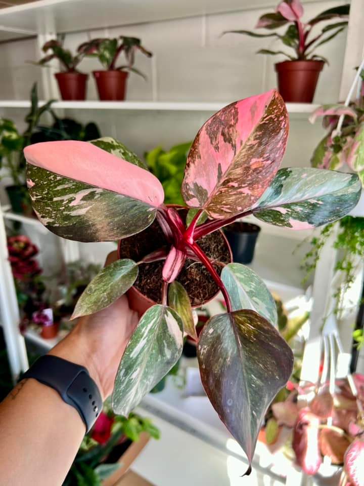 Philodendron Pink Princess Marble "5