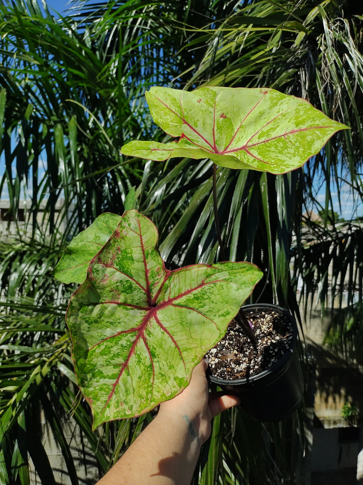 Caladium Autumn Beauty "5