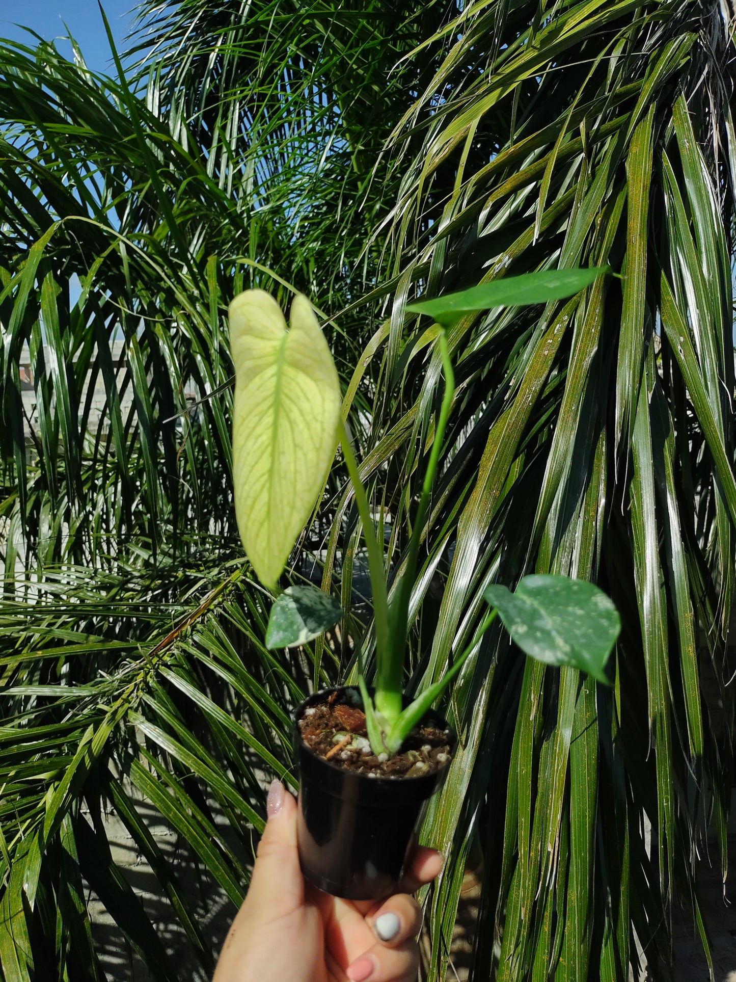 Monstera Deliciosa White Monster Mint "4