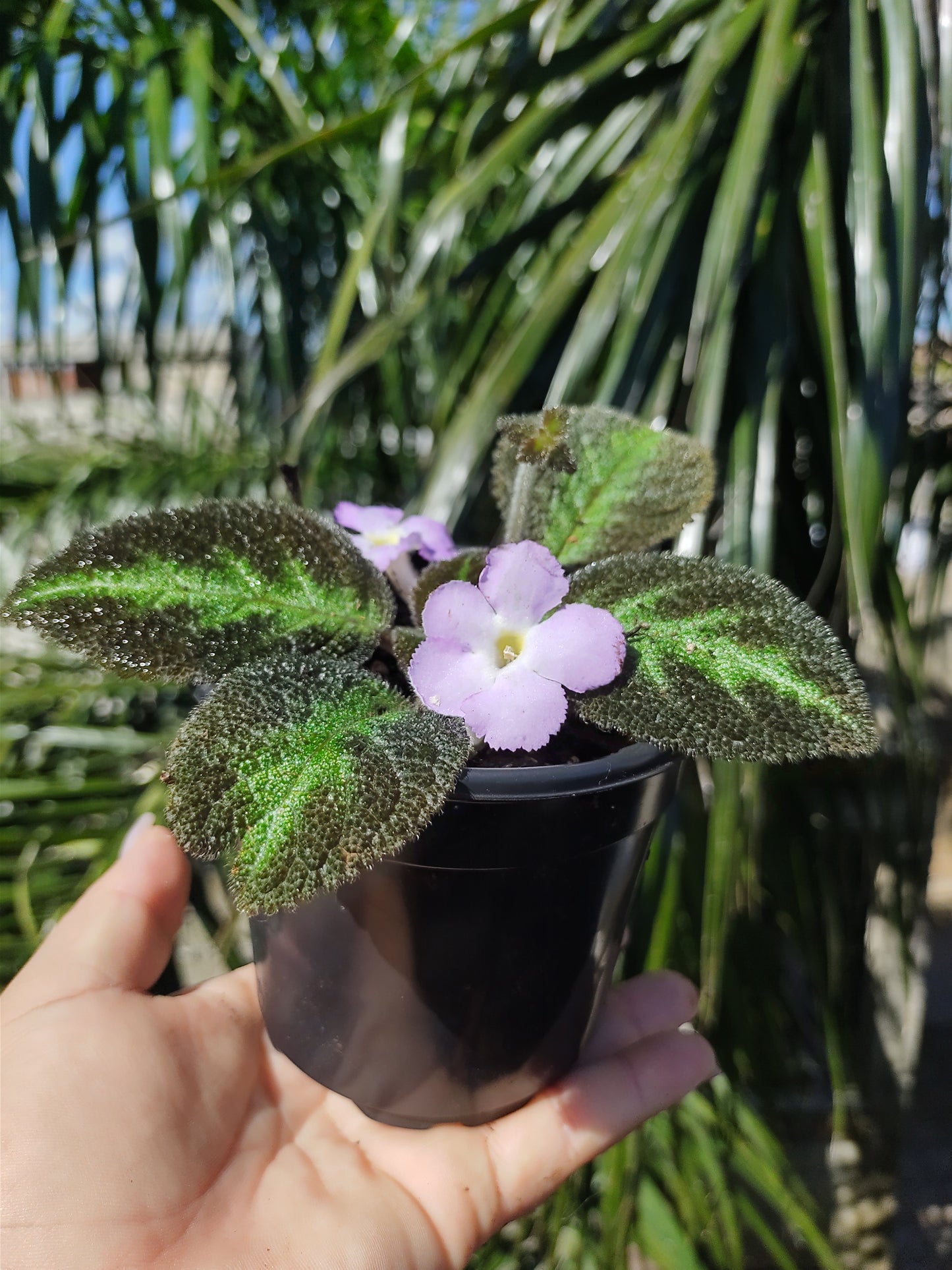 Episcia Blue Nile "4