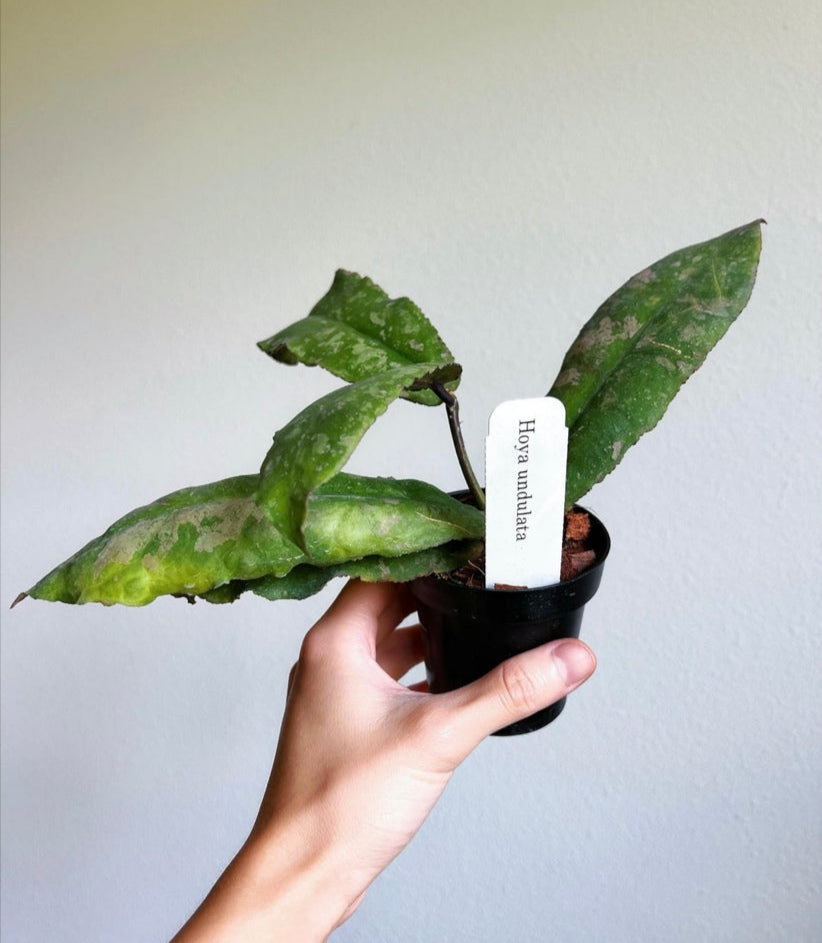 Hoya Undulata "4