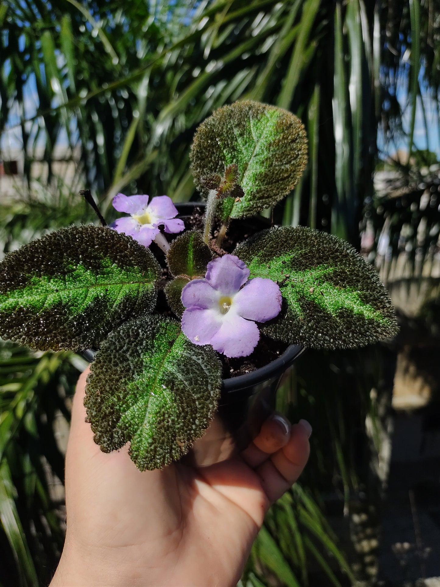 Episcia Blue Nile "4