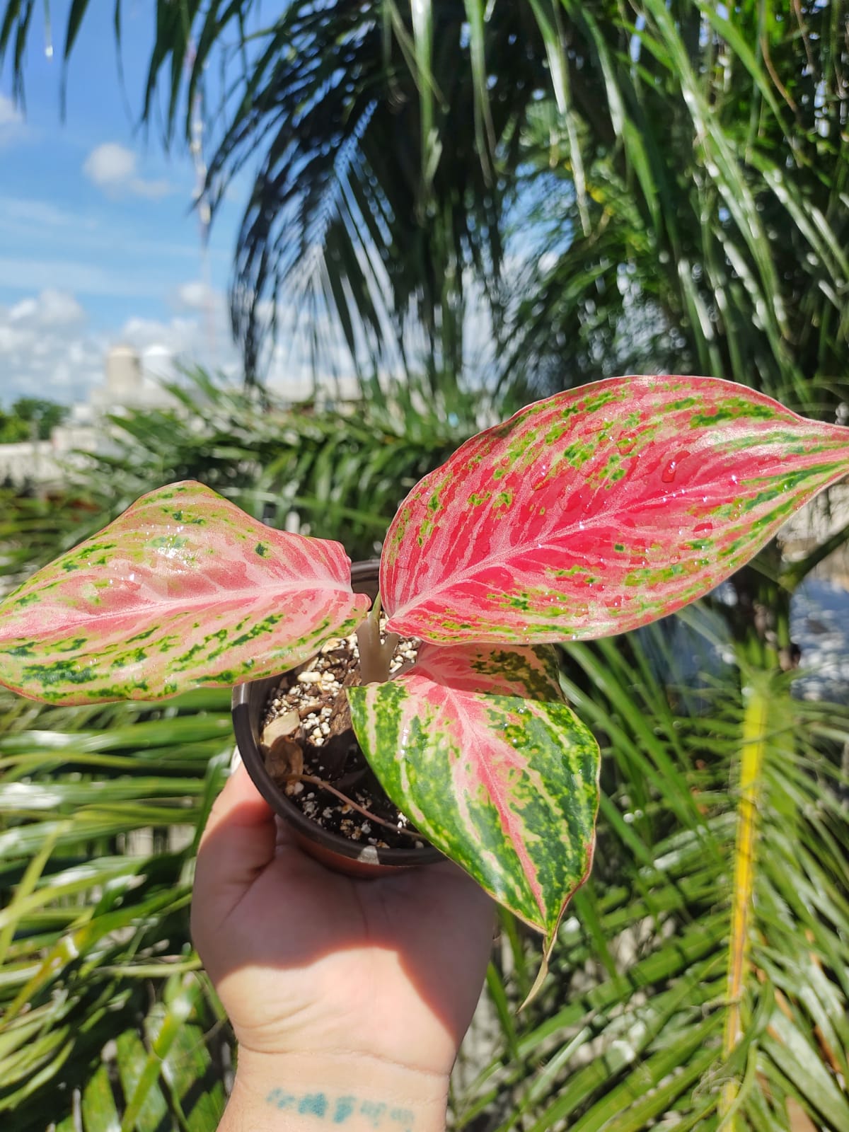 Aglaonema Mahanakorn #4