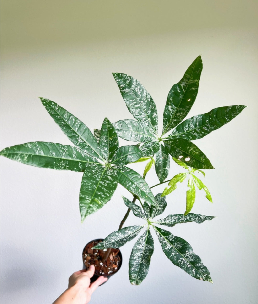 Pachira Aquatica Variegada (Money tree)