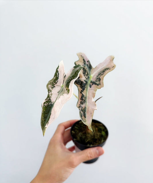 Alocasia Nobilis Pink Variegada "4