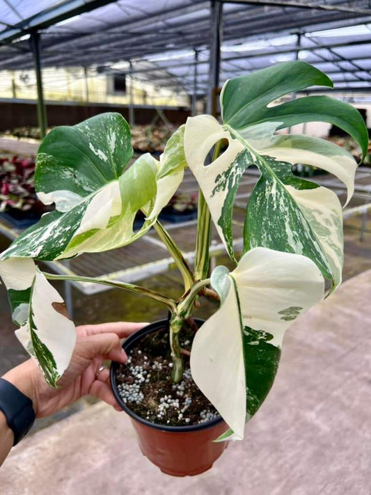 Monstera Borsigiana Albo "6