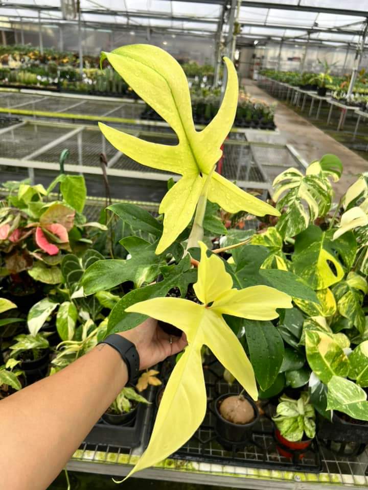 Philodendron Florida Ghost "4