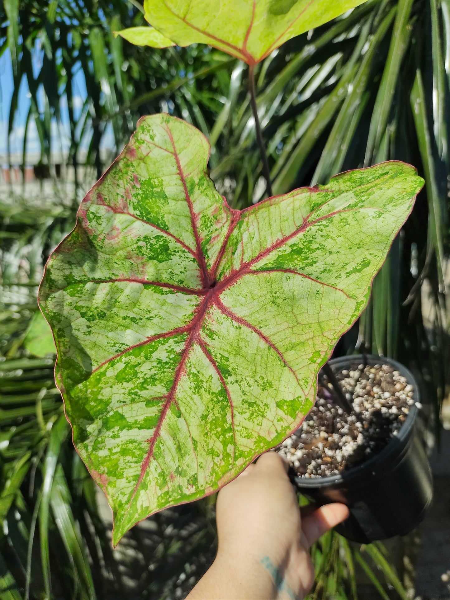 Caladium Autumn Beauty "5