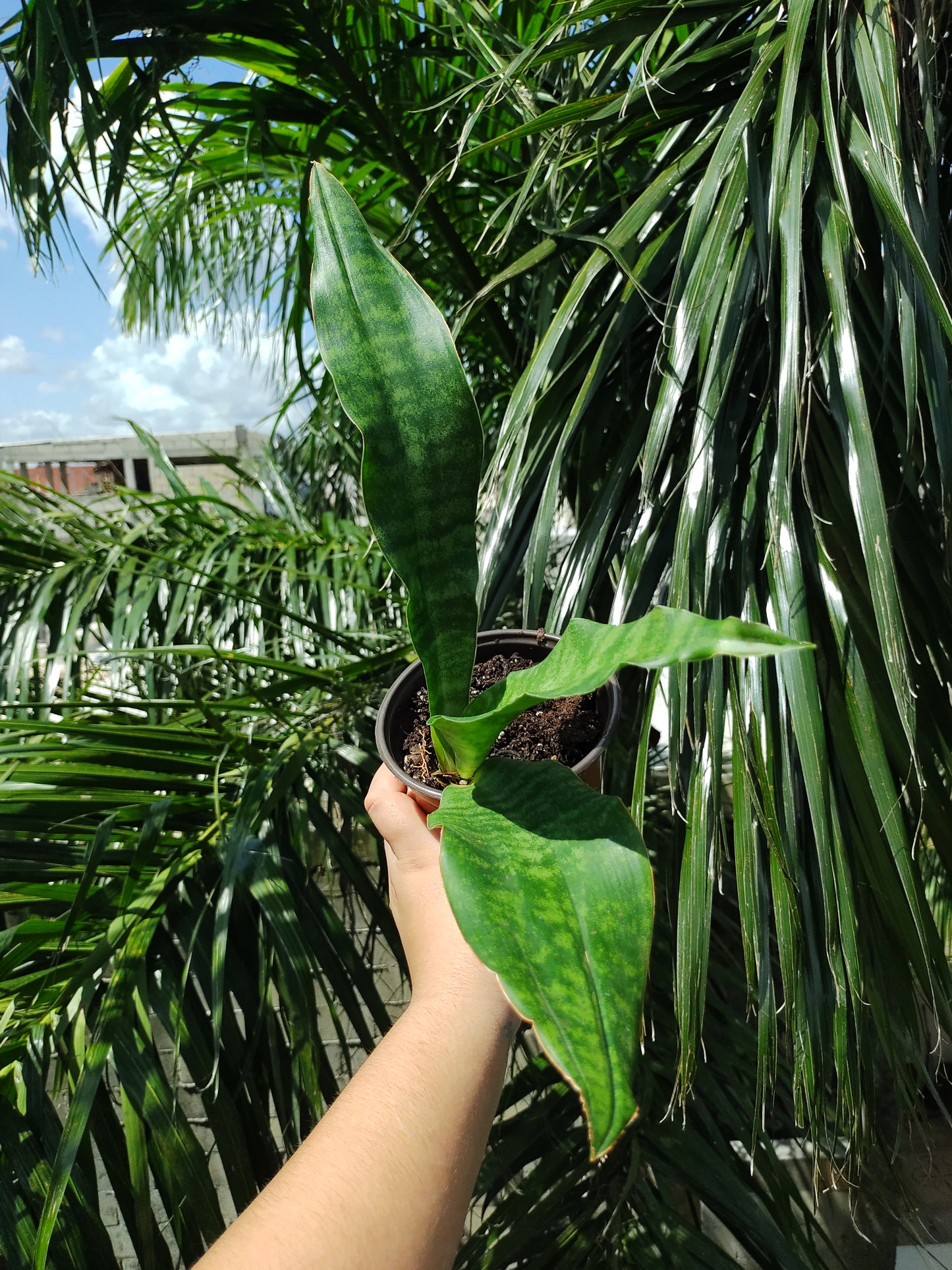 Sansevieria Jaboa "5