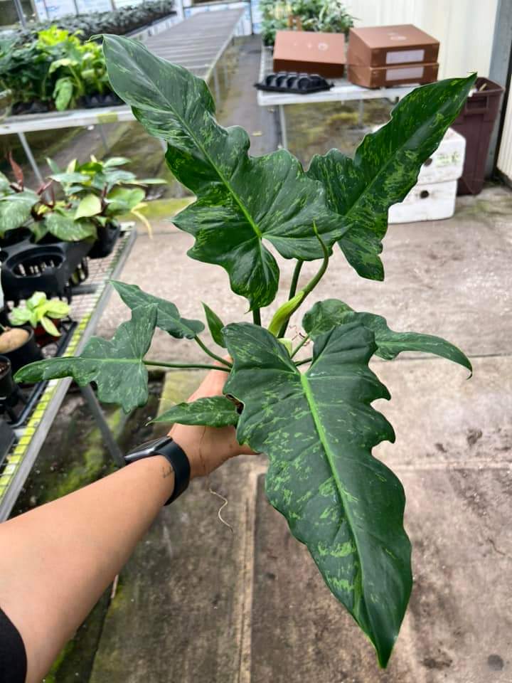 Philodendron Golden Dragon "5