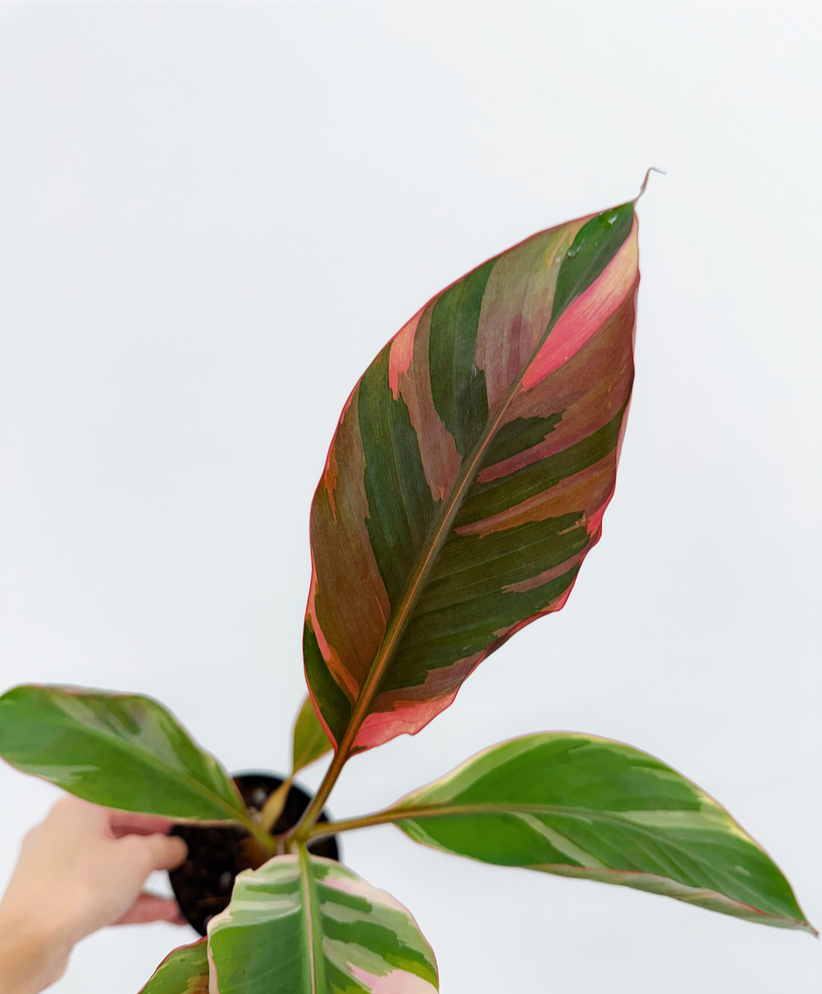 Musa Nono Pink Variegada "5