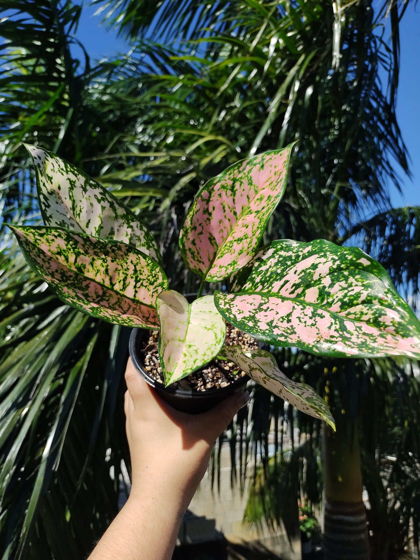 Aglaonema Etta Rose #5