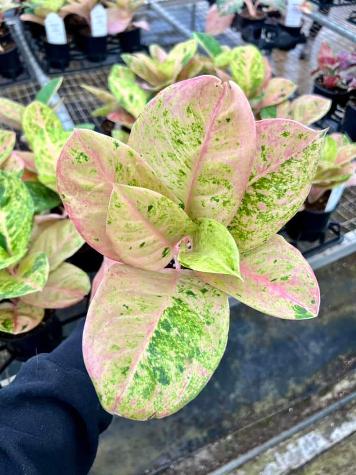 Aglaonema Rainbow "4