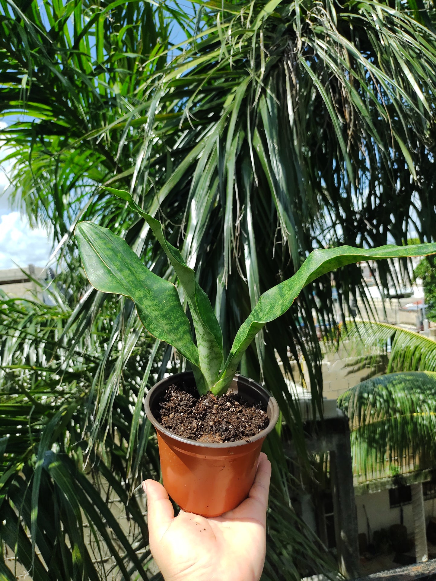 Sansevieria Jaboa "5