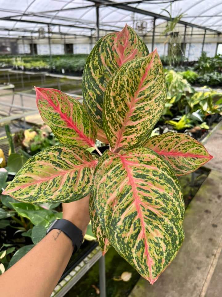 Aglaonema Miss Thailand "4