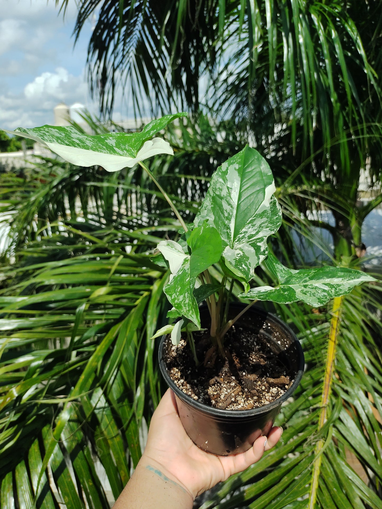 Syngonium Albo Varigada "6