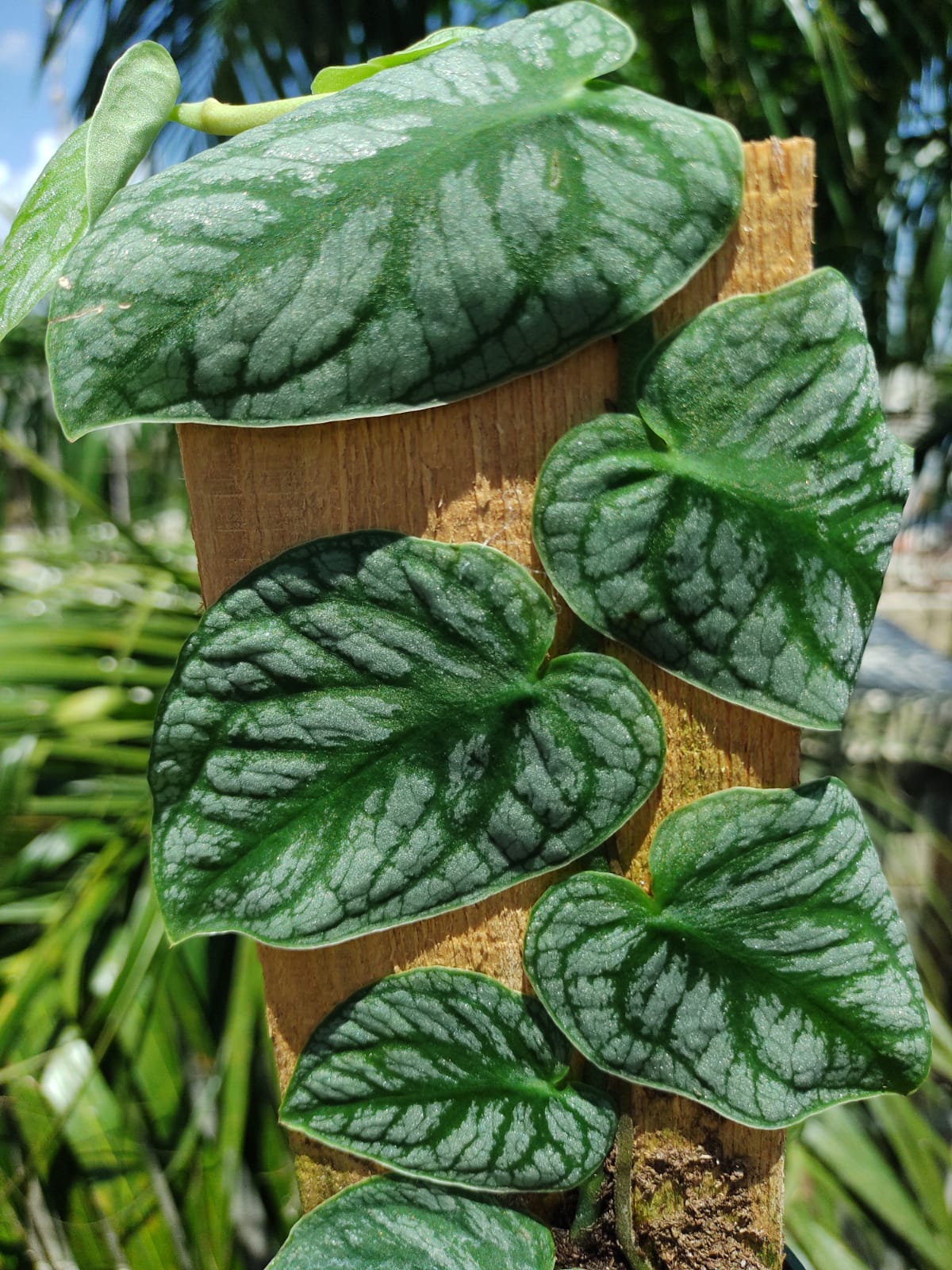 Monstera Dubia "4