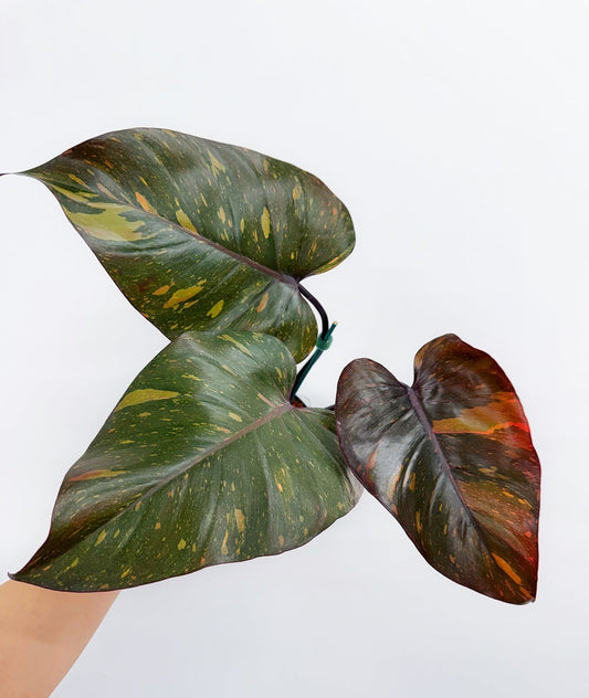 Philodendron Orange Princess "6