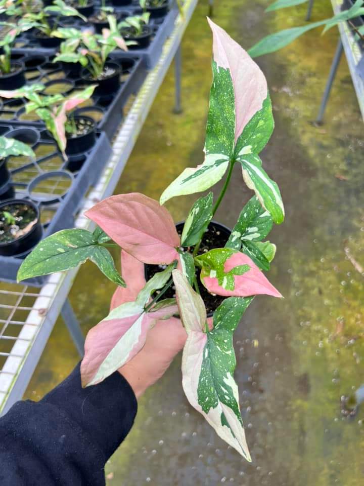 Syngonium tricolor