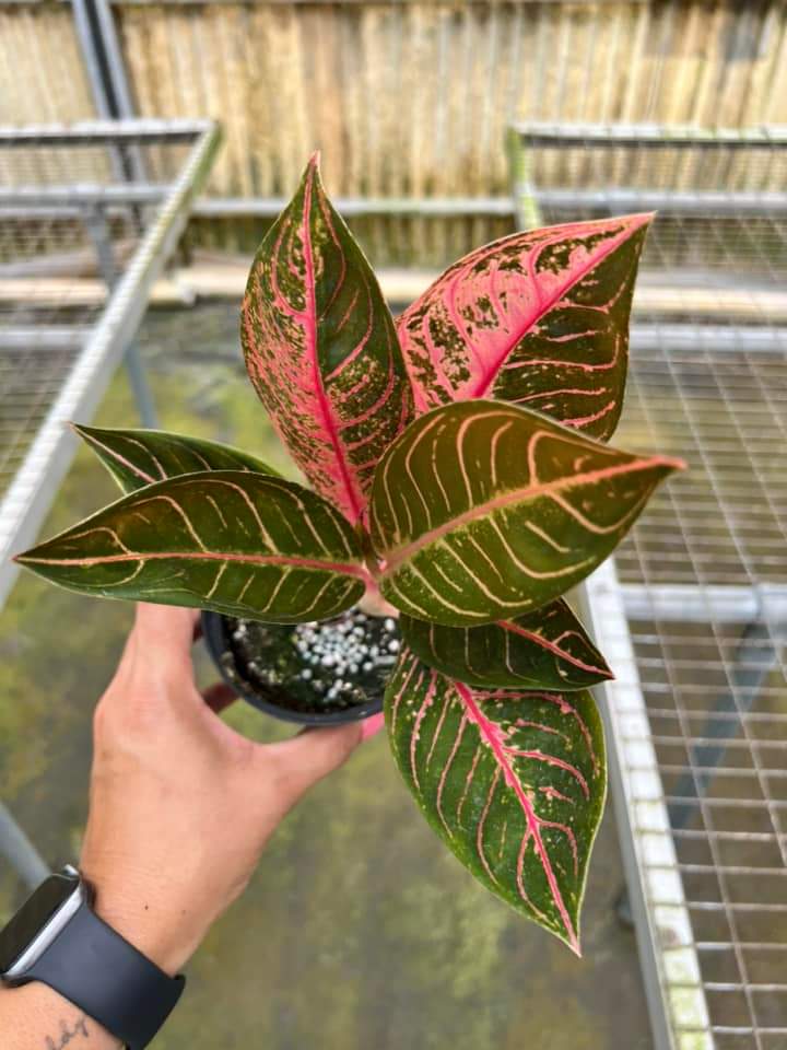 Aglaonema Black Sumatra