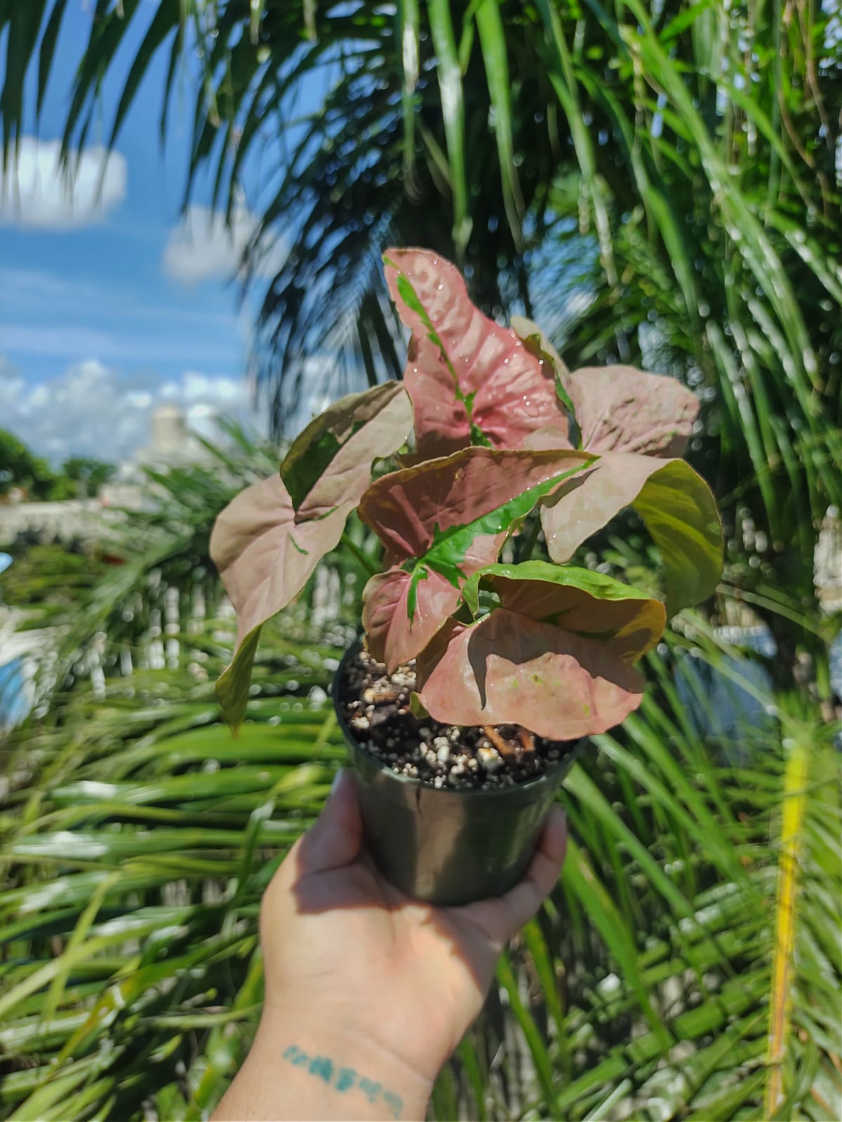 Syngonium pink lava #4