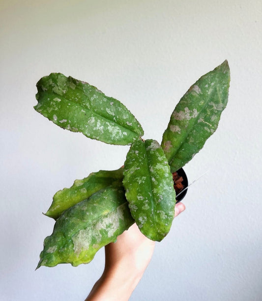 Hoya Undulata “4