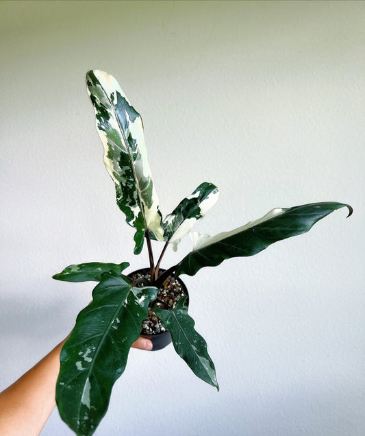 Alocasia Lauterbachiana Albo "4