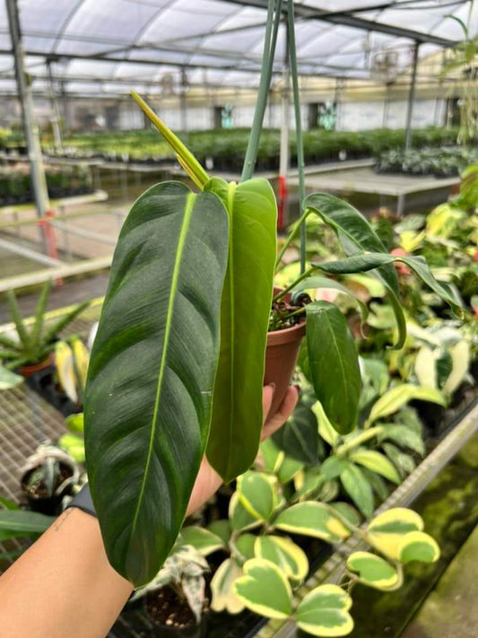 Philodendron Patriceae "6