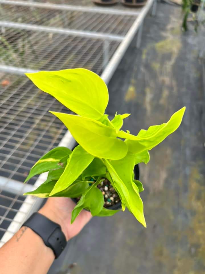 Epipremnum Champs Élysées| Pothos Champs Élysées "4