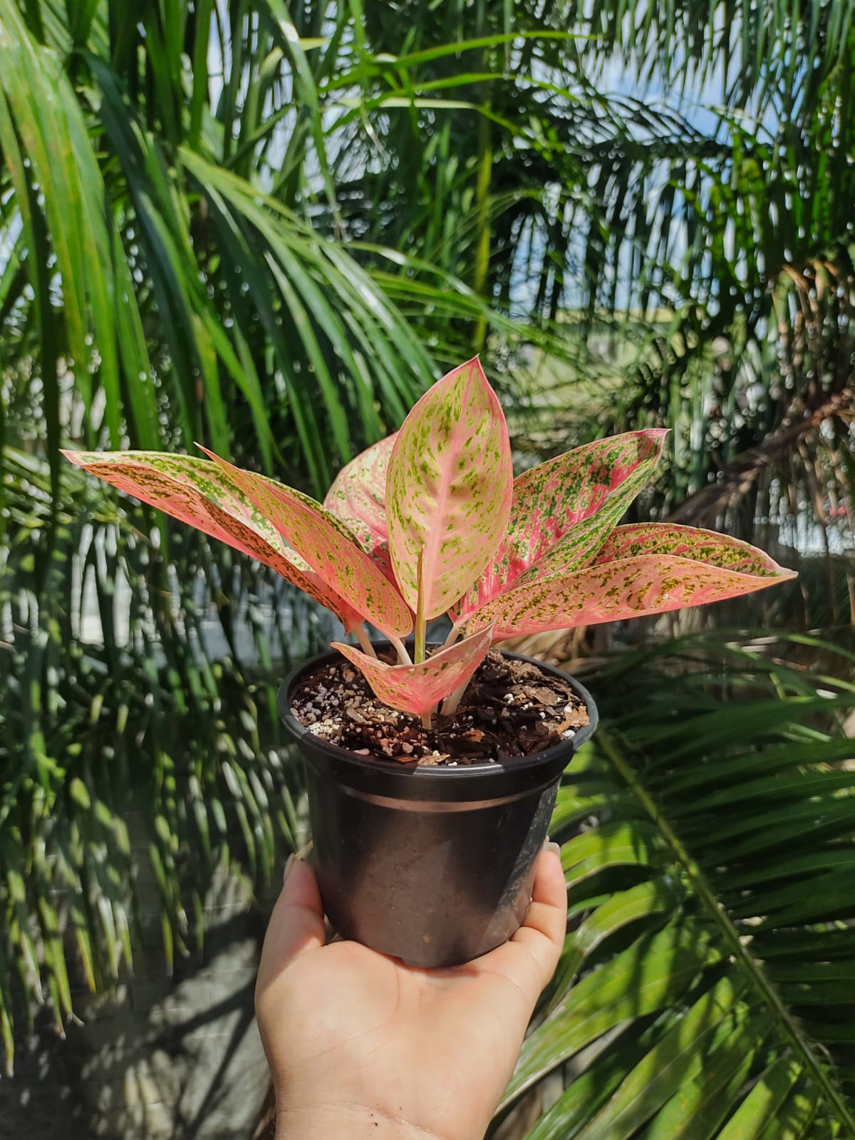 Aglaonema Red Legacy #5