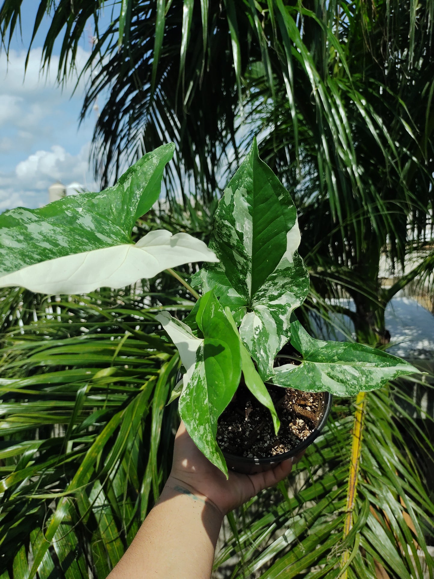 Syngonium Albo Varigada "6