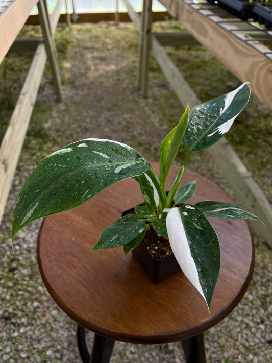 Philodendron White Wizzard "4