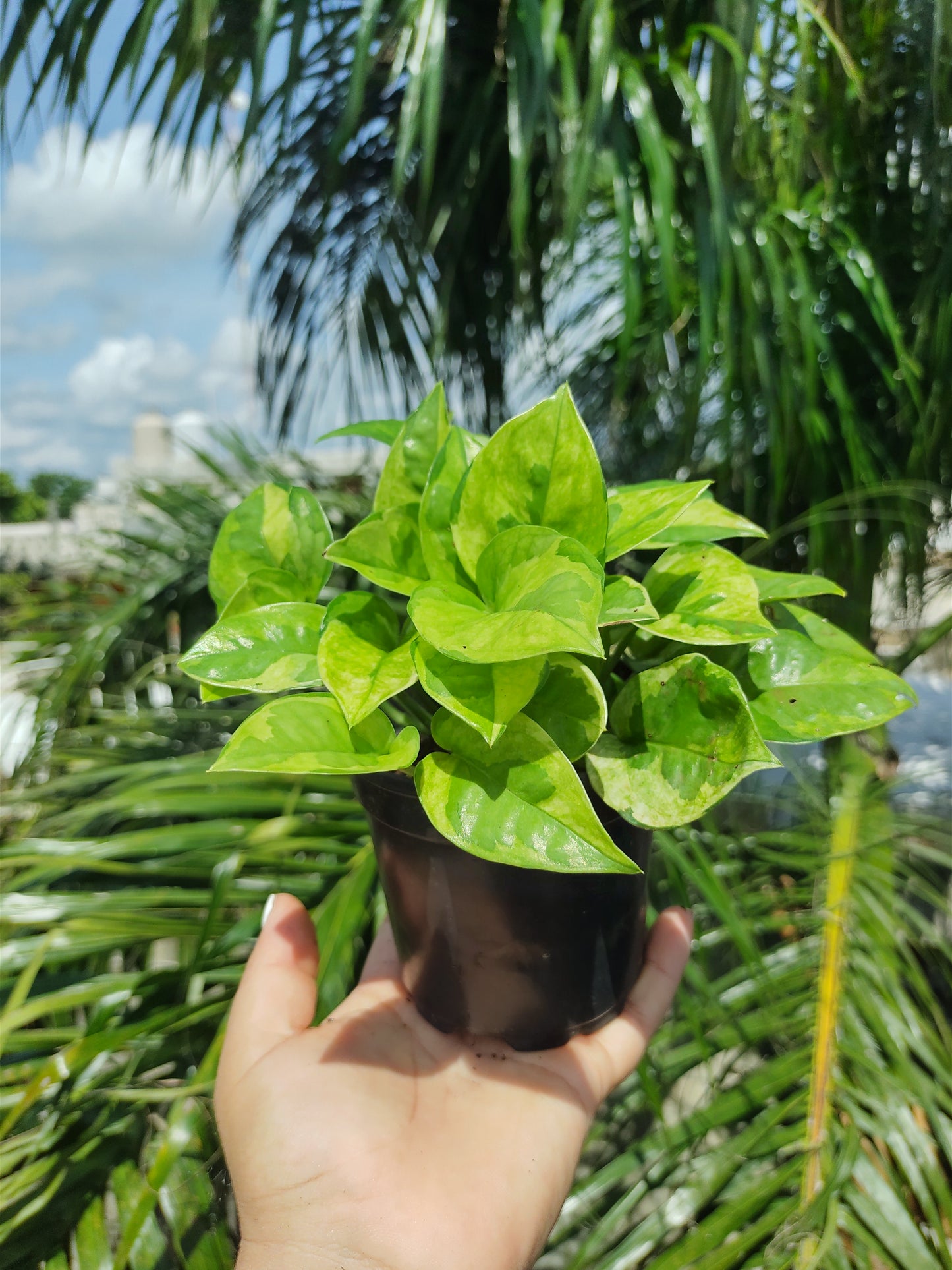 Pothos Emerald| Epipremnum Aureum Emerald "4