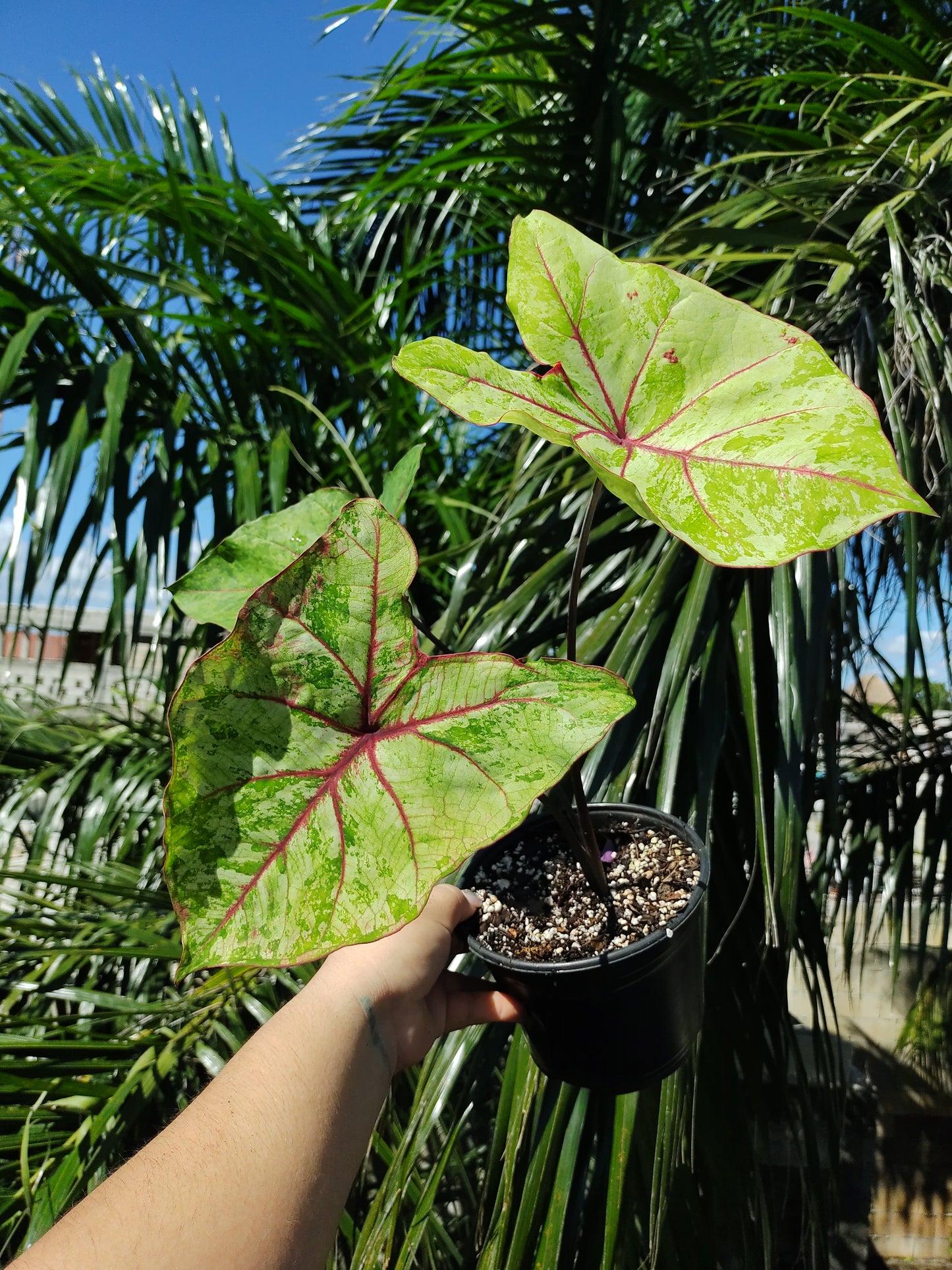 Caladium Autumn Beauty "5