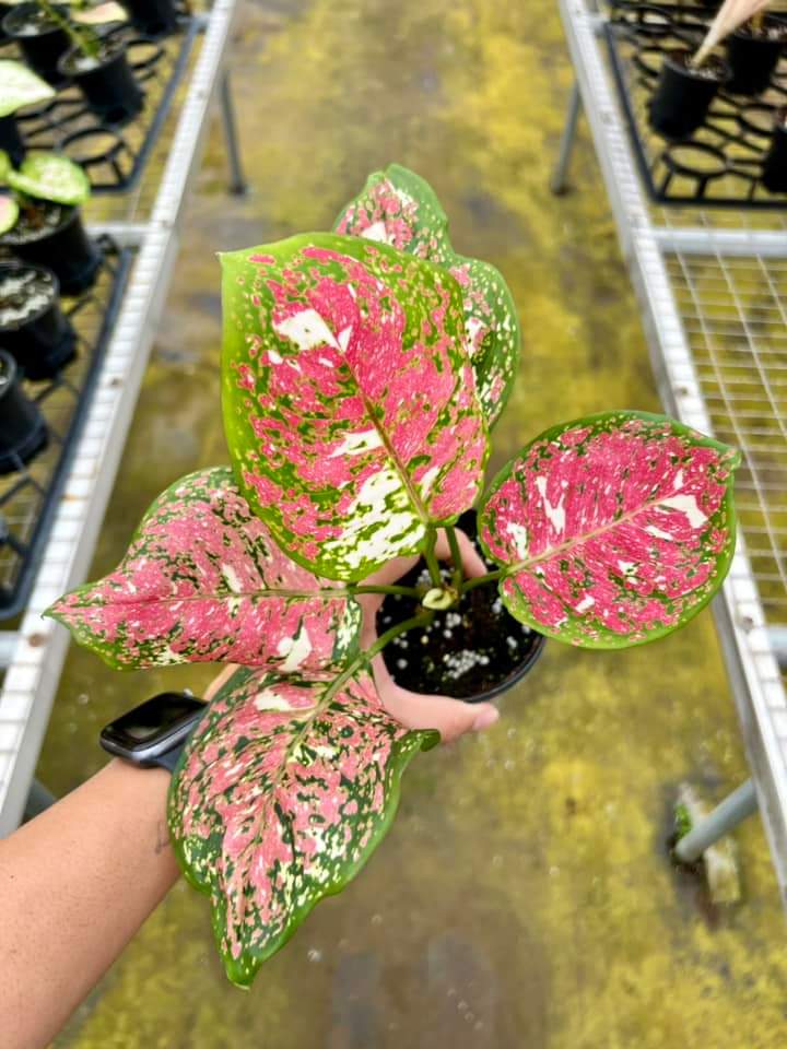 Aglaonema Anyamanee tricolor "4