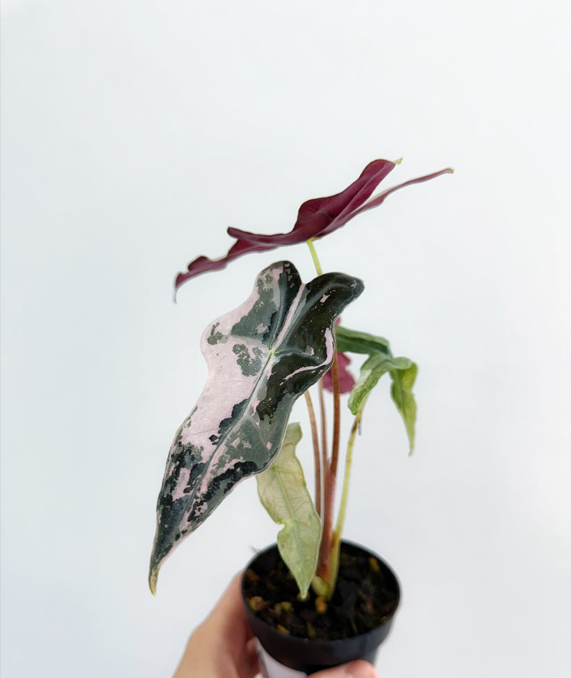 Alocasia Nobilis Pink Variegada "4