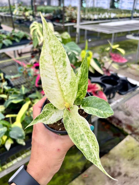 Anthurium Hookeri Variegado "4