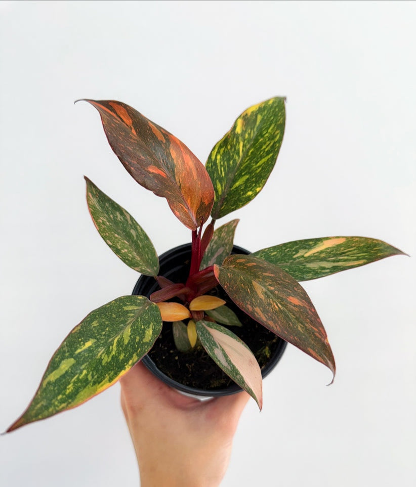 Philodendron Orange Princess "4