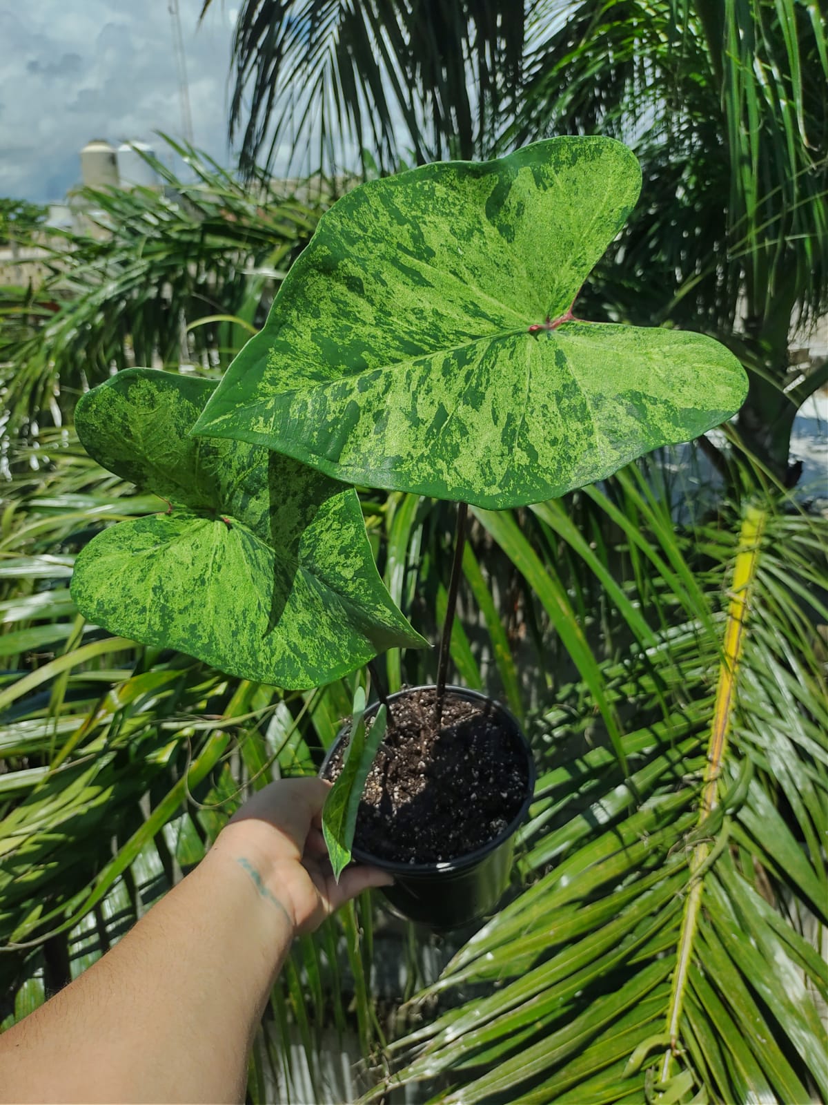 Caladium Frog in a Blender "5