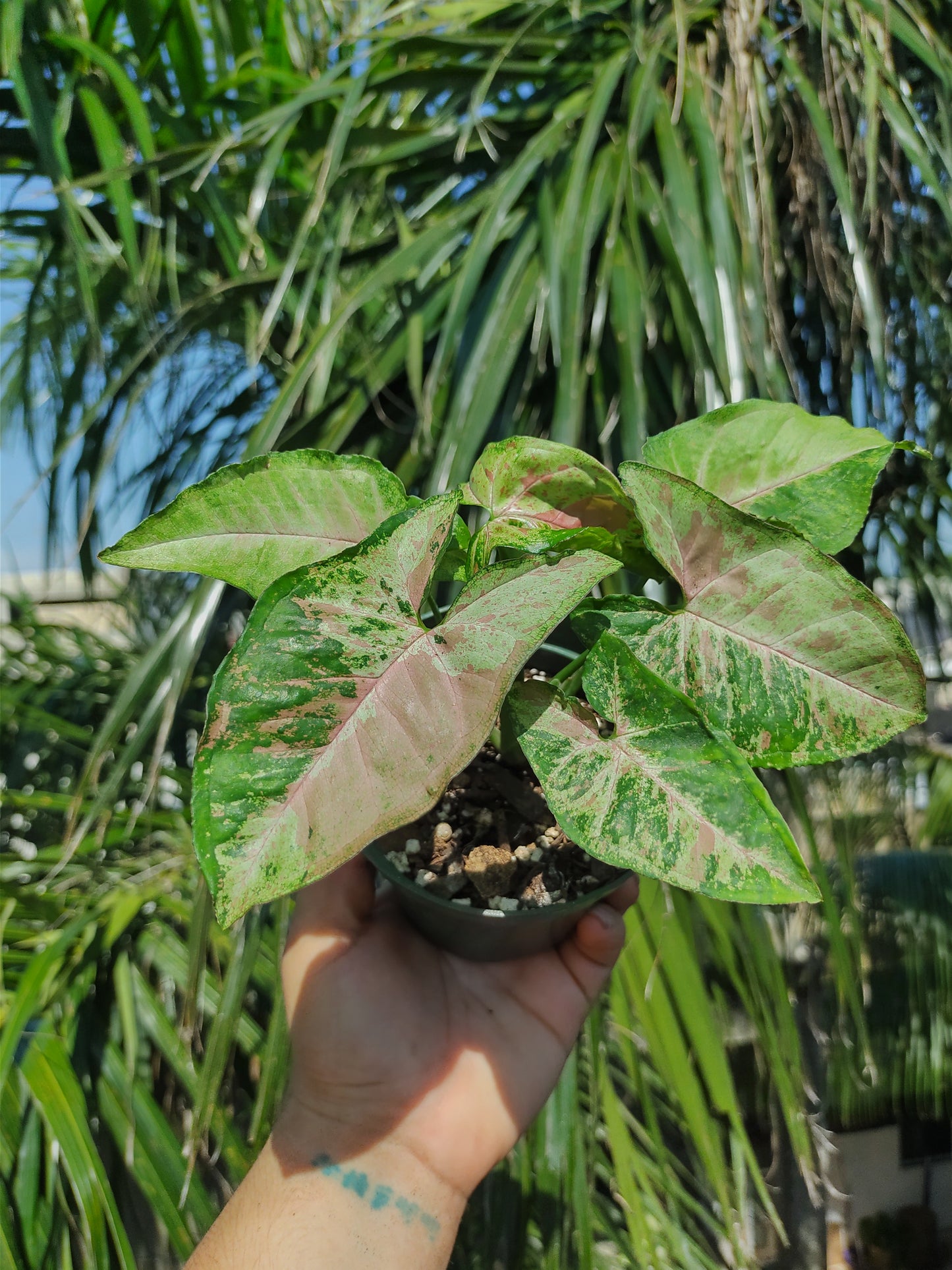 Syngonium Confetti tricolor "4